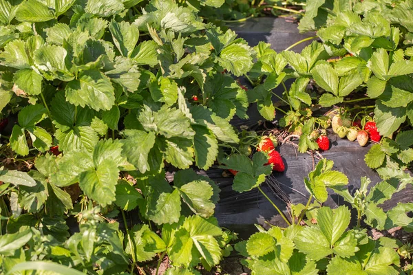 Strawberry plant. Strawberry bush. Strawberries in growth at garden. Ripe berries and foliage. Rows with strawberry plants.