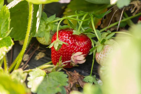 Strawberry plant. Strawberry bush. Strawberries in growth at garden. Ripe berries and foliage. Rows with strawberry plants.
