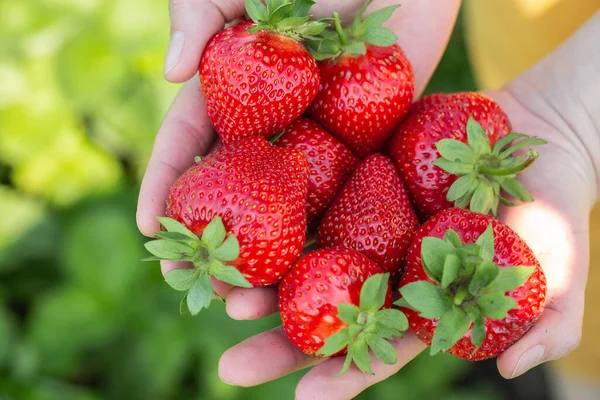 Strawberry plant. Strawberry bush. Strawberries in growth at garden. Ripe berries and foliage. Rows with strawberry plants.