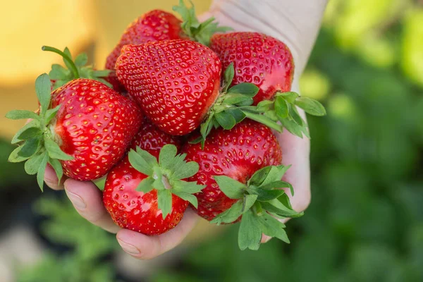 Strawberry plant. Strawberry bush. Strawberries in growth at garden. Ripe berries and foliage. Rows with strawberry plants.