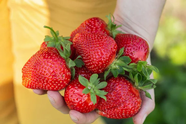 Çilek bitkisi. Çilek çalısı. Bahçede yetişen çilekler. Olgun böğürtlen ve yapraklar. Çilek bitkileriyle sıralar.