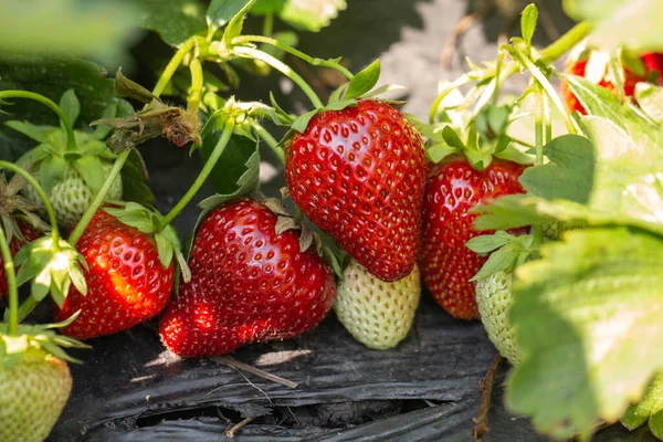 Strawberry plant. Strawberry bush. Strawberries in growth at garden. Ripe berries and foliage. Rows with strawberry plants. Fruit production. Smart agriculture, farm, technology.w