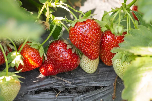 Çilek bitkisi. Çilek çalısı. Bahçede yetişen çilekler. Olgun böğürtlen ve yapraklar. Çilekli tarlalar. Meyve üretimi. Akıllı tarım, tarım, teknoloji.