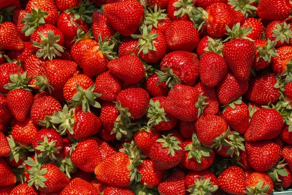 新鲜成熟的完美草莓 食物框架背景 新鲜草莓为质感背景 有红色浆果的天然食物背景 在食品市场上出售草莓 — 图库照片