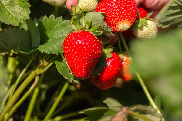 Strawberry Plant Strawberry Bush Strawberries Growth Garden Ripe Berries Foliage Stock Image