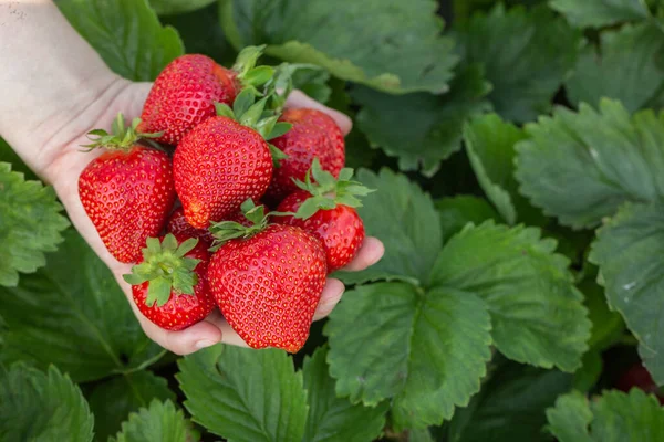 Strawberry Plant Strawberry Bush Strawberries Growth Garden Ripe Berries Foliage Stock Image