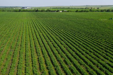 Çilek tarlaları, biyo-teknoloji çilek tarlasının tarım çiftliği. Güneşli bir günde bir çiftlikte böğürtlen ekimi. Organik çilek yetiştiriyorlar. Çevre dostu ürünler.