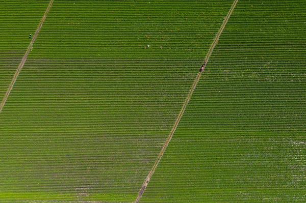Aerial view Rows of soil before planting.Furrows row pattern in a plowed field prepared for planting crops in spring. Aerial top view of a different agriculture fields in countryside on a spring day. Drone shot