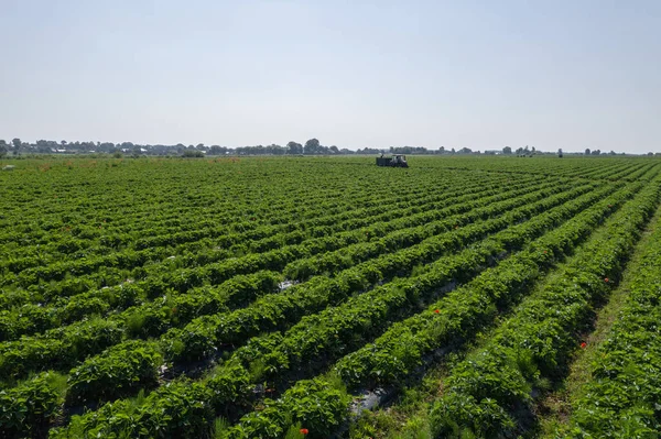 Erdbeerfelder Landwirtschaftsbetrieb Des Erdbeerfeldes Der Biotechnologie Beerenanpflanzung Auf Einem Bauernhof — Stockfoto