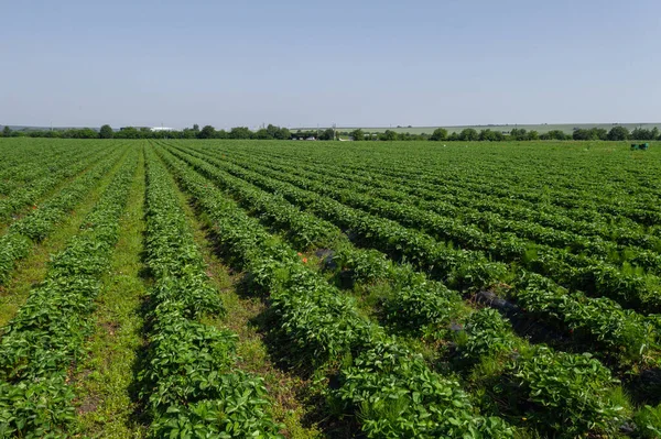 Erdbeerfelder Landwirtschaftsbetrieb Des Erdbeerfeldes Der Biotechnologie Beerenanpflanzung Auf Einem Bauernhof — Stockfoto