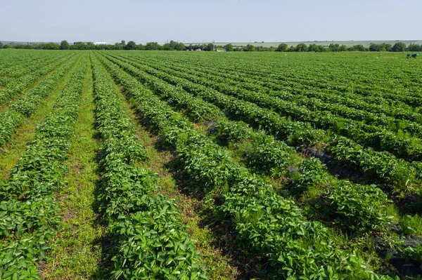 草莓地 农业农场的草莓地的生物技术 阳光灿烂的日子 在农场种植浆果 种植有机草莓 环保产品 — 图库照片