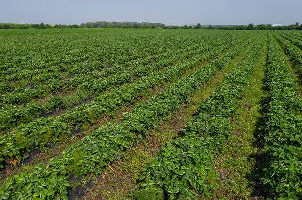 Erdbeerfelder Landwirtschaftsbetrieb Des Erdbeerfeldes Der Biotechnologie Beerenanpflanzung Auf Einem Bauernhof — Stockfoto