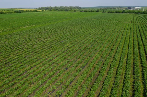 Aardbeienvelden Landbouwbedrijf Van Aardbei Gebied Van Biotechnologie Aanplant Van Bessen — Stockfoto