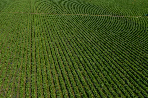 Campos Fresas Granja Agrícola Del Campo Fresas Biotecnología Plantación Bayas —  Fotos de Stock