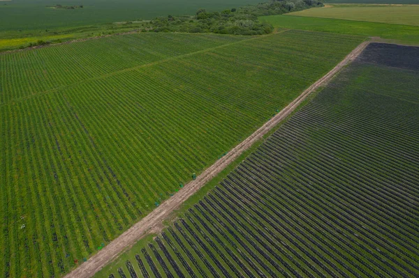 Campos Fresas Granja Agrícola Del Campo Fresas Biotecnología Plantación Bayas —  Fotos de Stock