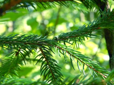 parlak renkli çiçek yaz