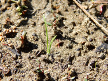 parlak renkli çiçek yaz