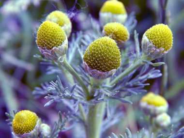 parlak renkli çiçek yaz