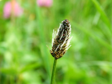 parlak renkli çiçek yaz