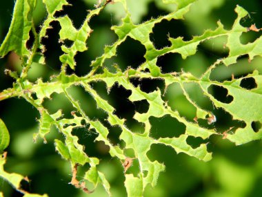 parlak renkli çiçek yaz