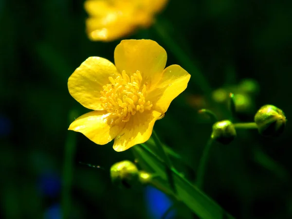 Lichte Zomer Veelkleurige Bloemen — Stockfoto