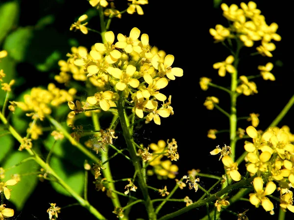 Ljusa Sommar Mångfärgade Blommor — Stockfoto