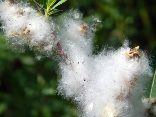 parlak renkli çiçek yaz