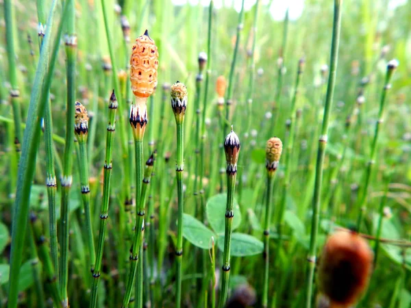 Lichte Zomer Veelkleurige Bloemen — Stockfoto