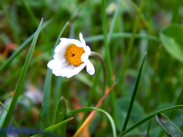 Fiori Multicolori Estivi Luminosi — Foto Stock