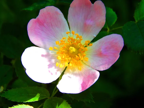 parlak renkli çiçek yaz