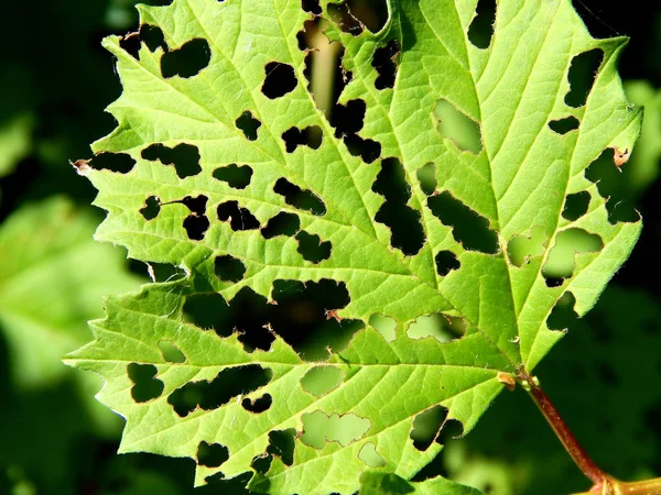 parlak renkli çiçek yaz