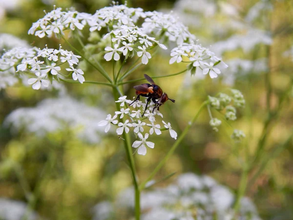 parlak renkli çiçek yaz