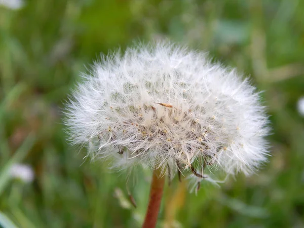 明るい夏の色とりどりの花の — ストック写真