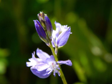 parlak renkli çiçek yaz