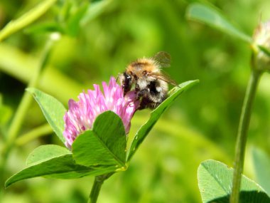 parlak renkli çiçek yaz