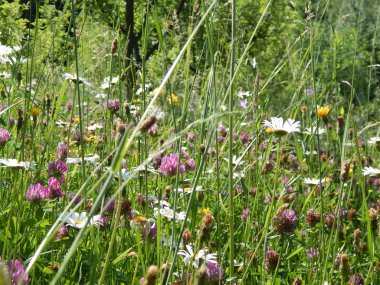 parlak renkli çiçek yaz