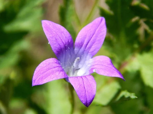 Ljusa Sommar Mångfärgade Blommor — Stockfoto