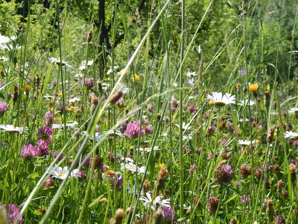 parlak renkli çiçek yaz