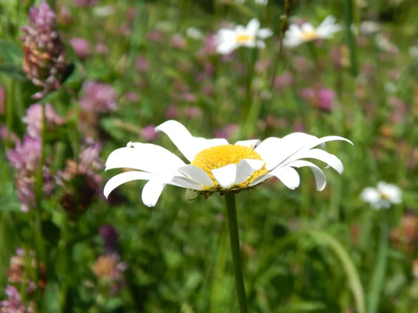 Fiori Multicolori Estivi Luminosi — Foto Stock