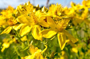 parlak renkli çiçek yaz