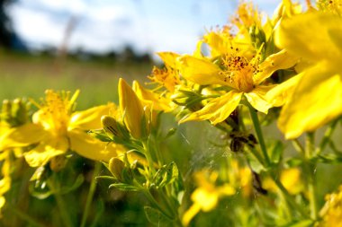 parlak renkli çiçek yaz