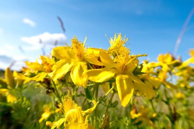parlak renkli çiçek yaz