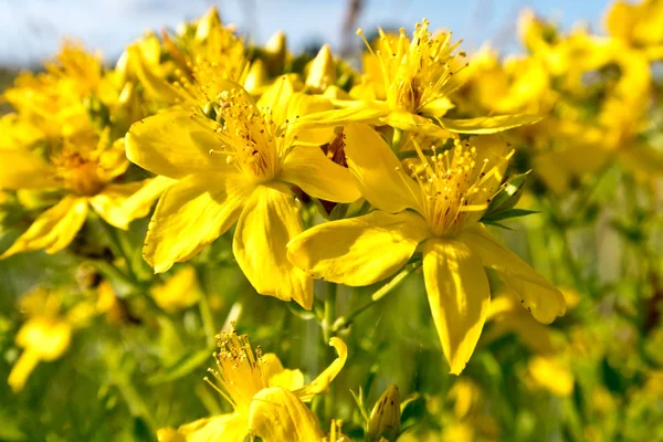 parlak renkli çiçek yaz