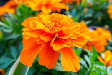 parlak renkli çiçek yaz