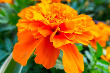 parlak renkli çiçek yaz