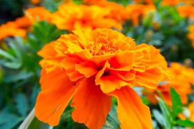 parlak renkli çiçek yaz