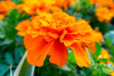 parlak renkli çiçek yaz