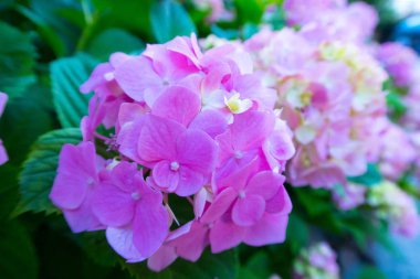 parlak renkli çiçek yaz