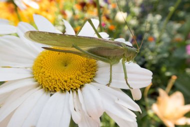 bir yaz çiçeği üzerinde parlak kelebekler