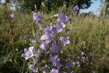 parlak renkli çiçek yaz